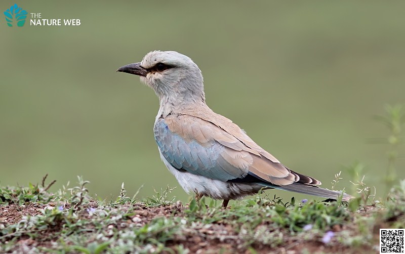 European Roller